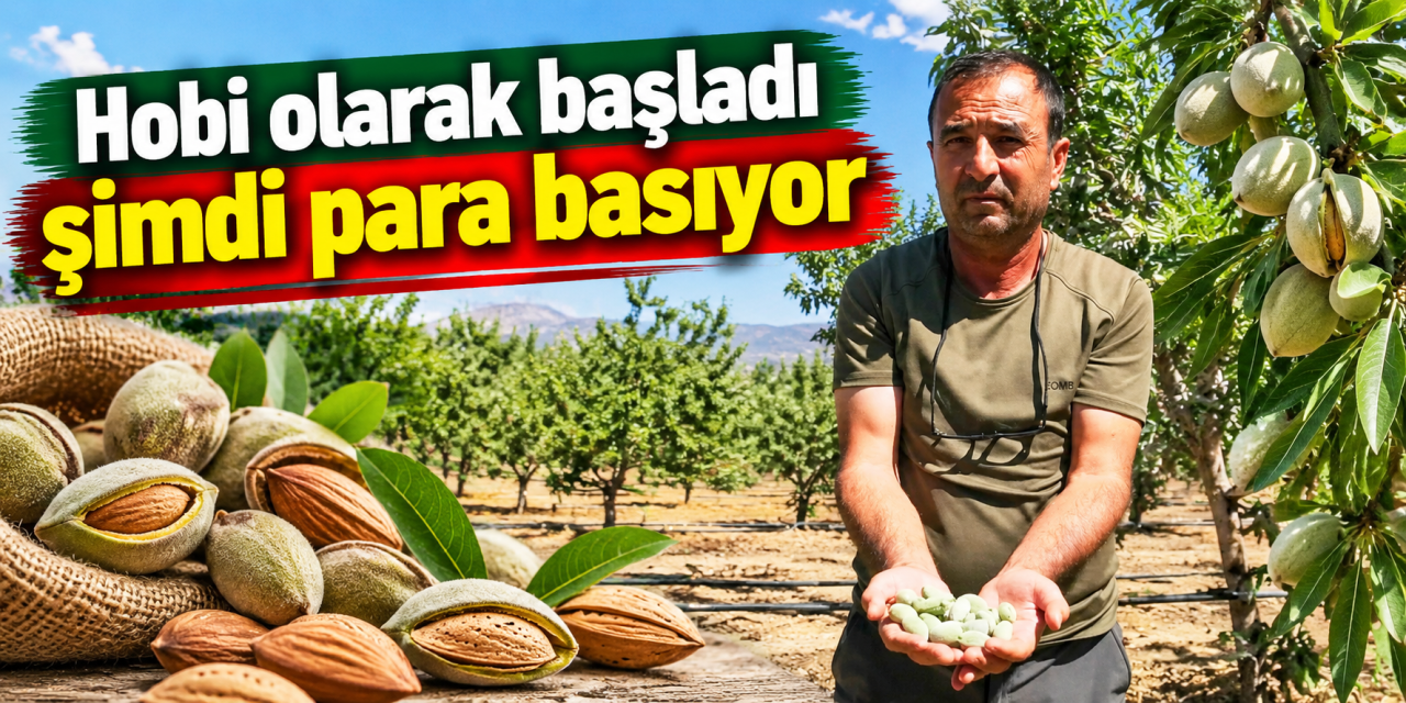 Hobi diye başladı, 20 bin ağaca ulaştı! Bu yıl 10 ton ürün bekliyor