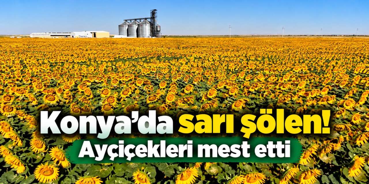 Konya yolu sarıya büründü! Ayçiçeği tarlaları havadan görüntülendi