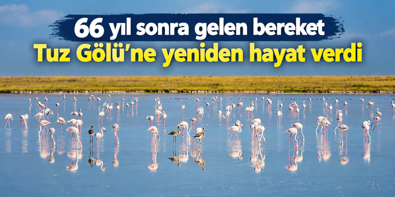 Konya’nın flamingo cennetinden sevindiren haber! Su seviyesi yüzde 45 arttı