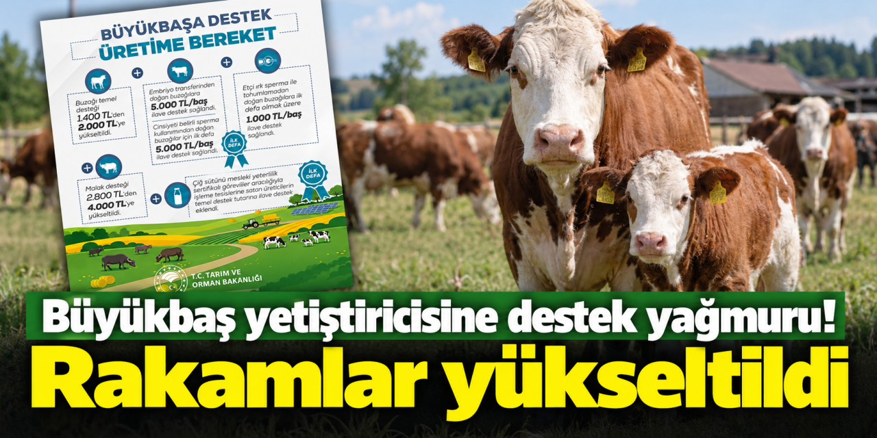 Çiftçiye müjde Bakanlıktan geldi! Hayvancılık destekleri artırıldı