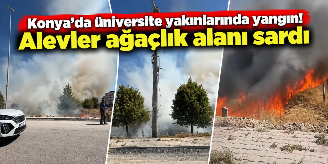 Konya’da ağaçlık alan alevlere teslim oldu