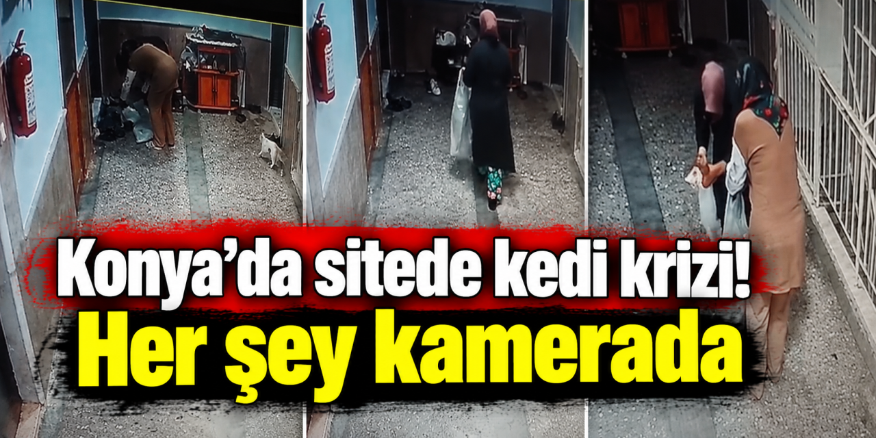 Konya’da akılalmaz olay! Kedileri canlı canlı çuvallara doldurdular