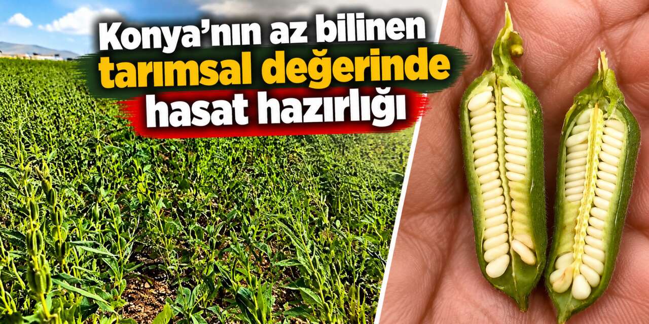 Konya’nın altın tanesinde hasat yaklaşıyor! Üreticisi mutlu