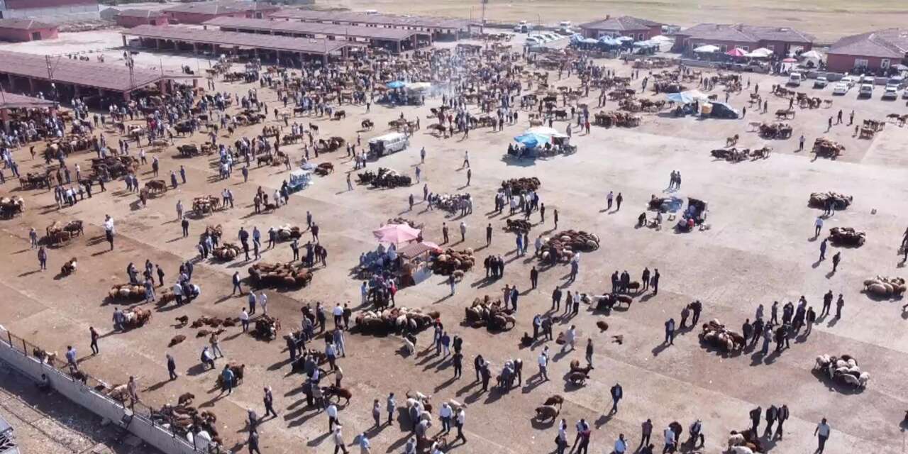 Bir ilimizde şap alarmı verildi! Hayvan borsası kapatıldı