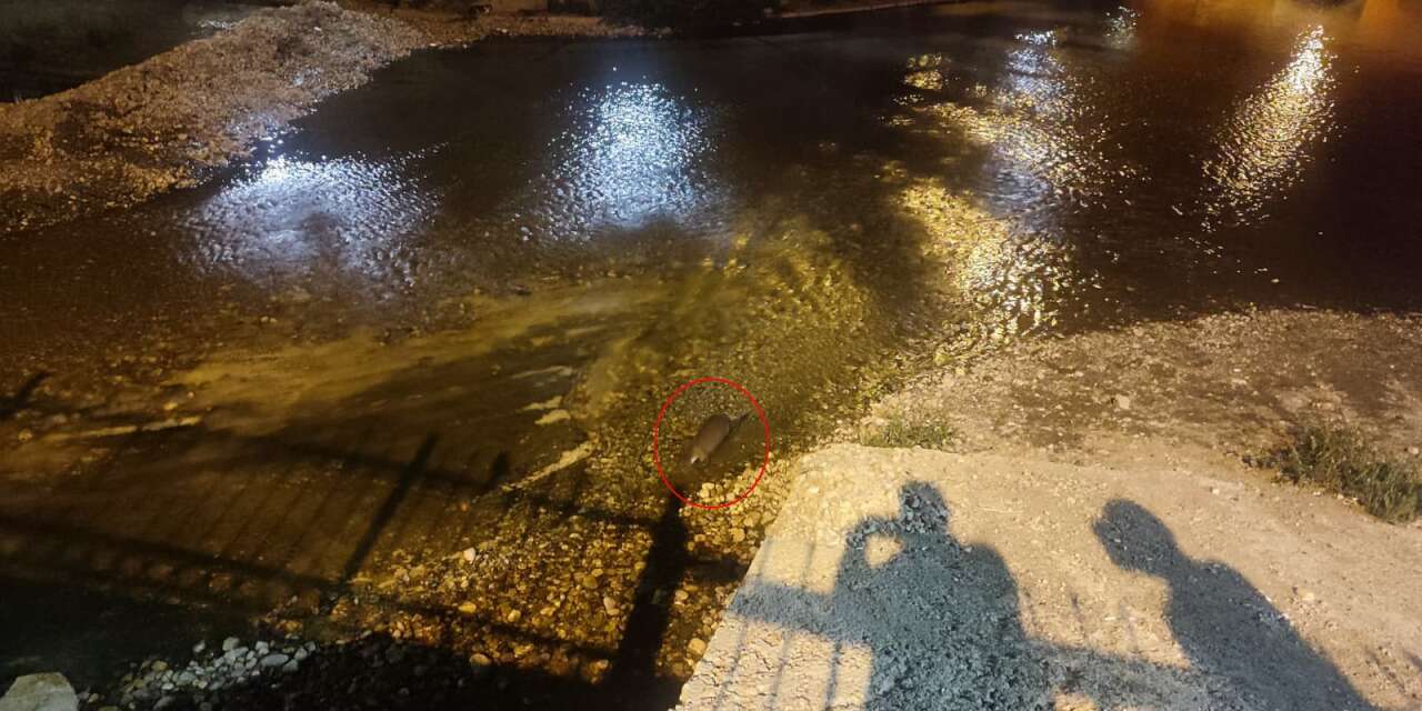 Konya’da gören telefona sarıldı! Çarşamba Çayı’nın sürpriz misafiri böyle görüntülendi