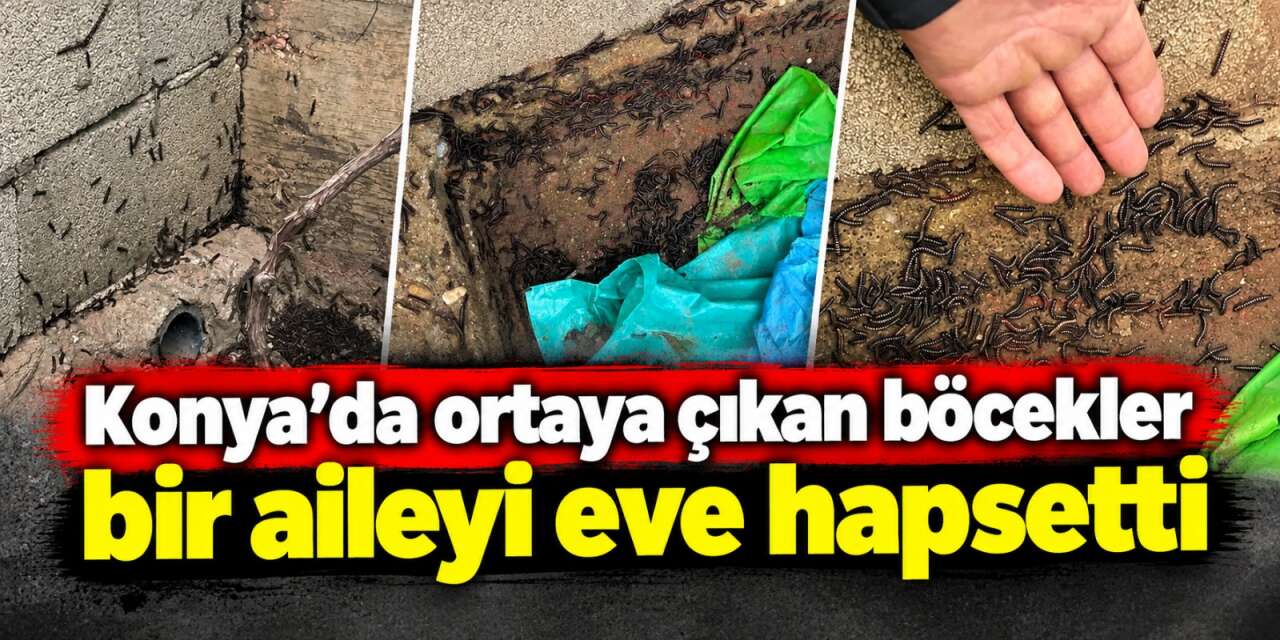 Konya’da yağış sonrası böcek istilası! Ailenin hayatı kabusa döndü