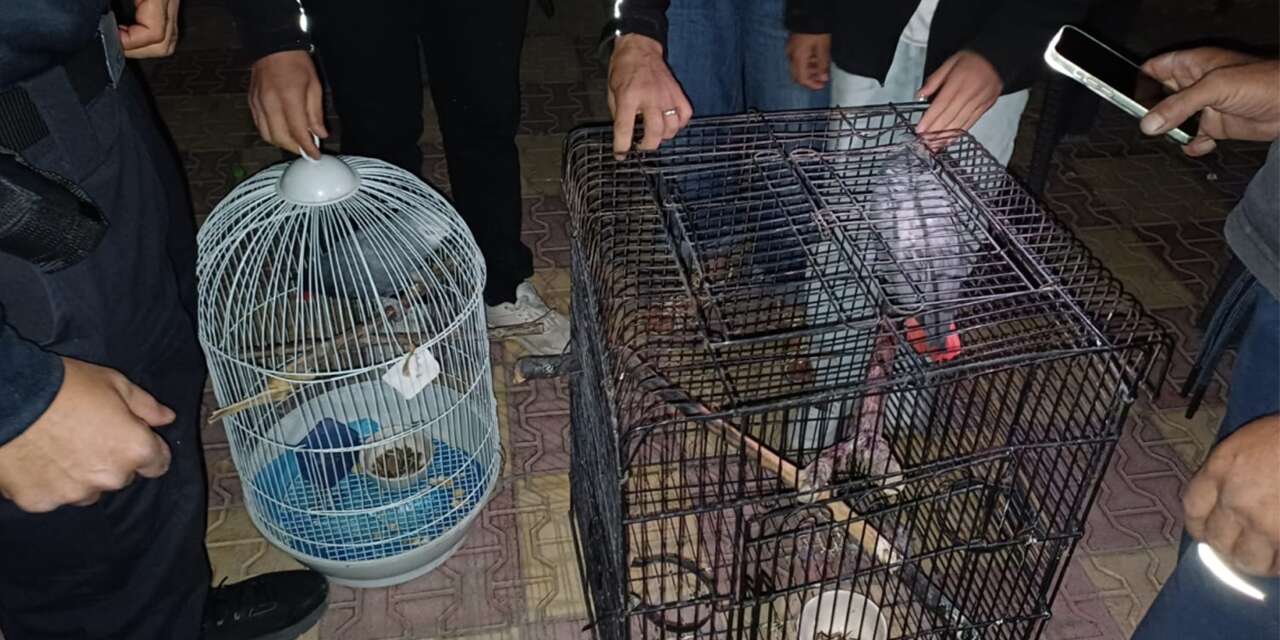 Müşteri beklerken yakalandı! El konulan papağanlar artık Konya’ya emanet