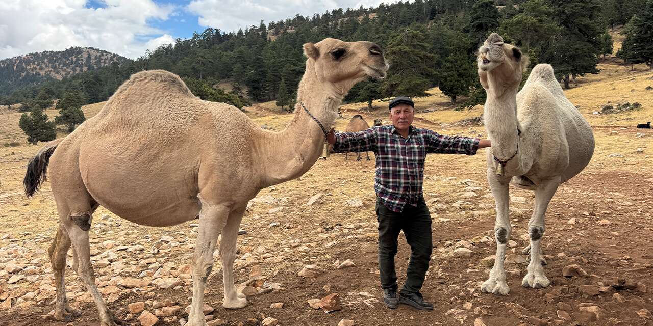 Konya yaylalarında Yörük hayatı! Develerini satmadı, asırlık geleneği yaşattı