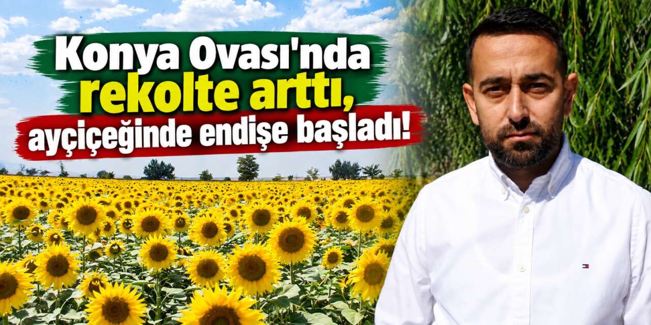 Konya Ovası'nda bereket ters köşe yaptı! Rekolte arttı, ayçiçeğinde hesap şaştı