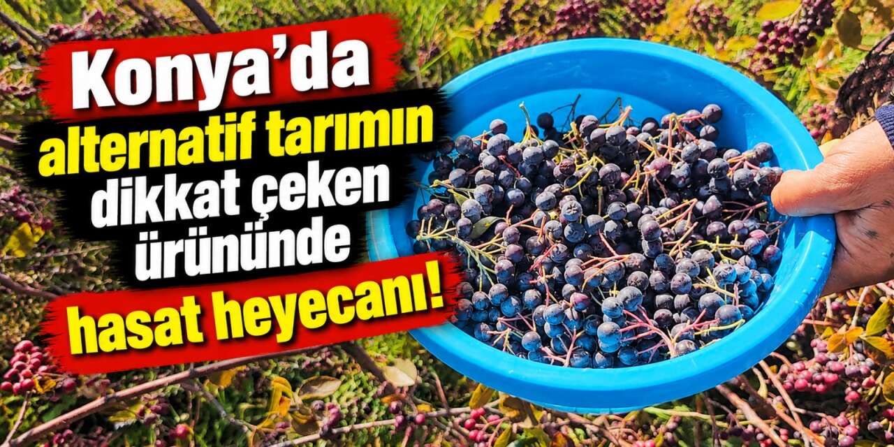Konya’da aronya hasadı başladı! Tek tek elle toplanıyor, 250 TL’den satılıyor