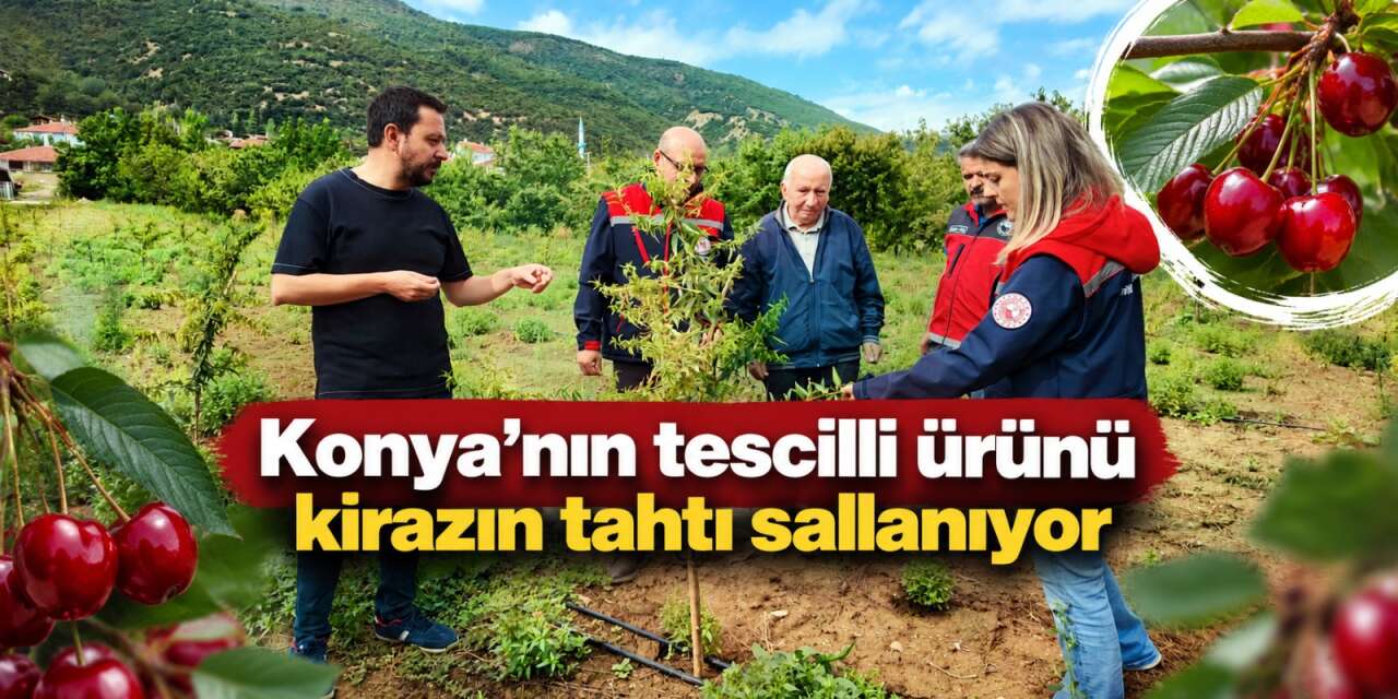 Konya’nın ünlü kirazına rakip oldu! Emekli öğretmen bahçesini doldurdu