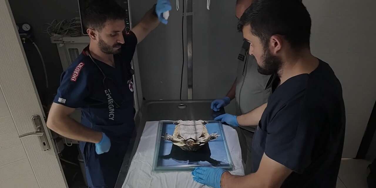 Konya dahil 11 ilde yaban hayatı için büyük mücadele! Açıklanan rakam şahane