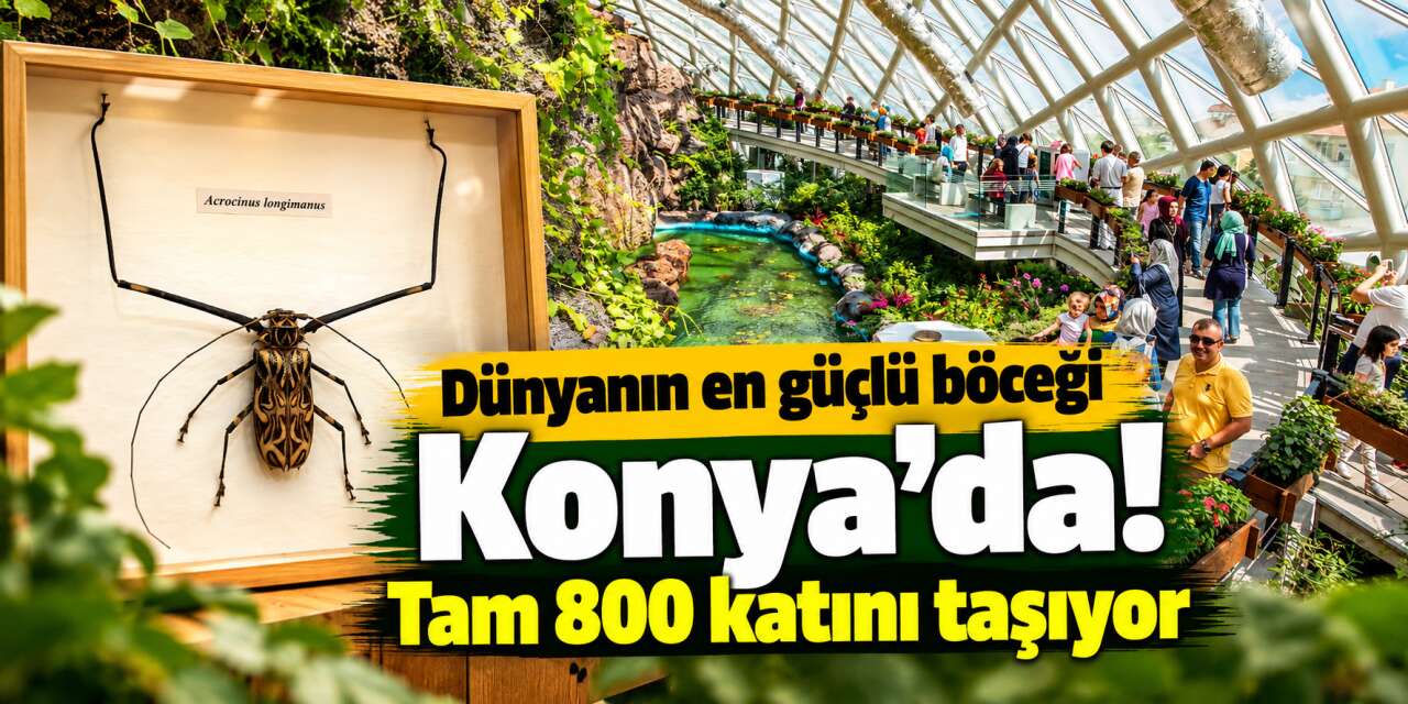 Konya'nın ortasında ekvator ormanı! Dünyanın en büyüğü de burada
