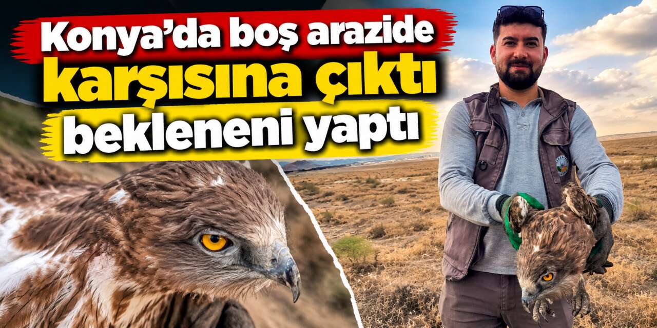 Konya’da belediye işçisi yaralı yılan kartalı için seferber oldu