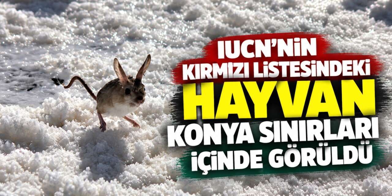 Konya sınırları içerisinde nesli tehlike altındaki Arap tavşanı görüldü