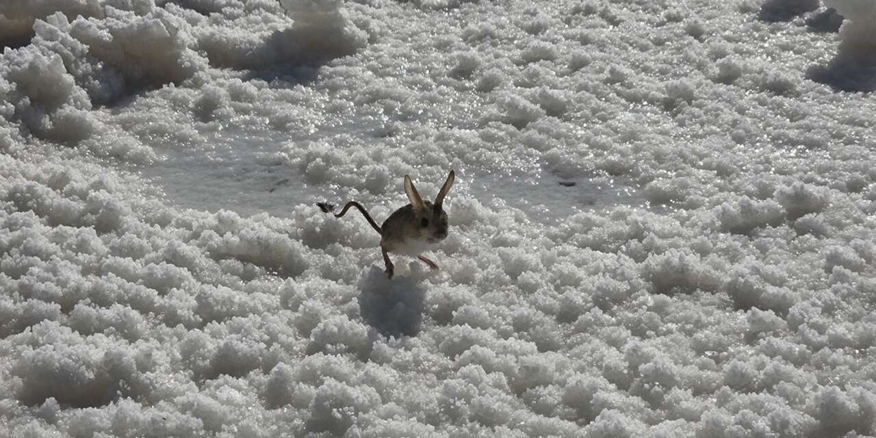 Konya sınırları içerisinde nesli tehlike altındaki Arap tavşanı görüldü