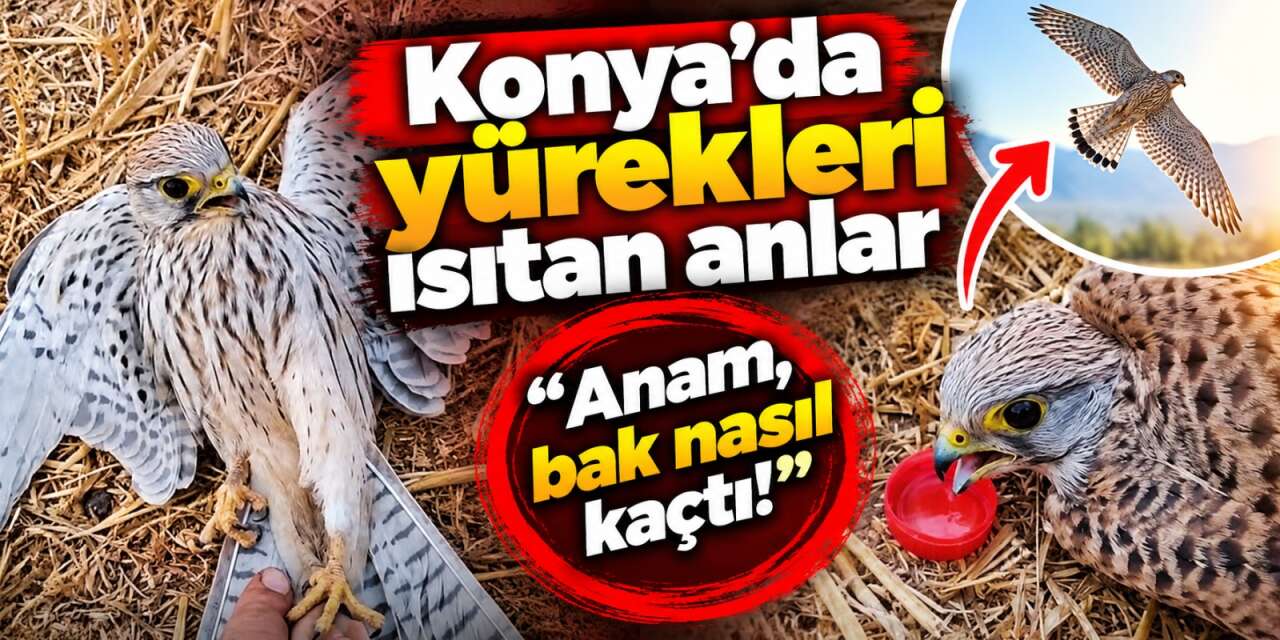 Konya’da bahçesine düşen kuşla konuşması herkesi gülümsetti: Şunu iç de iyileşesin