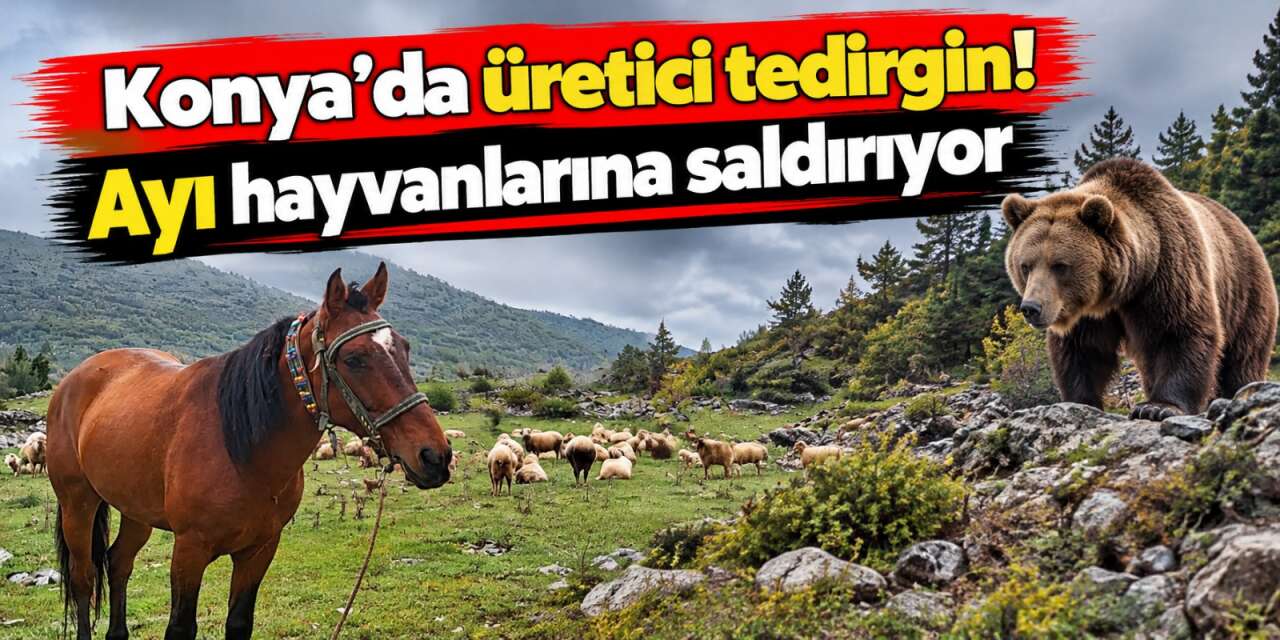 Konya’da ayı paniği! Bu kez doğum yapan at ve yavrusunu hedef aldı