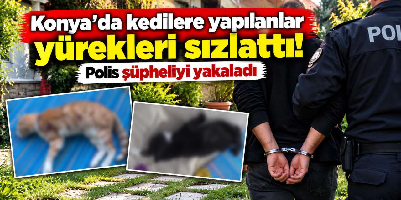 Konya'da 3 kedi öldürüldü, anne kediye işkence edildi! Şüpheli yakalandı