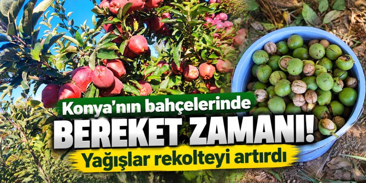Maliyetler arttı, üretim zorlaştı! Konya’da çiftçiye yağışlar yaradı