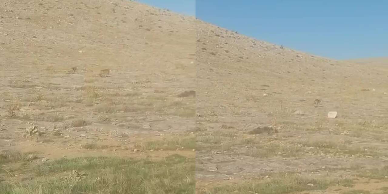 Konya’da tarlasına giden çiftçi neye uğradığını şaşırdı! Hemen telefonuna sarıldı