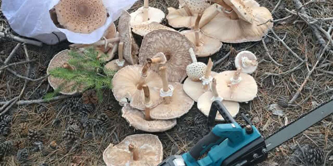 Konya’da yağışlar mantarlara yaradı, hasada giden eline testereyi aldı