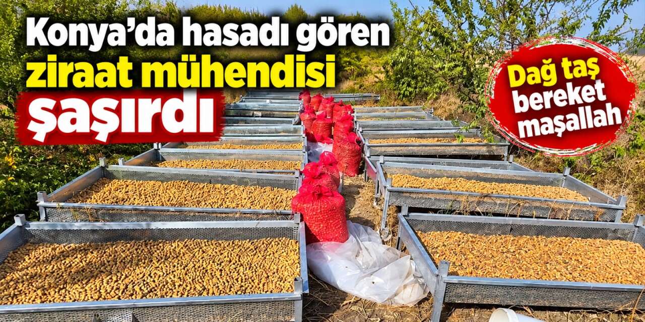 Konya’da badem hasadı yüzleri güldürdü, üretici hedef büyüttü