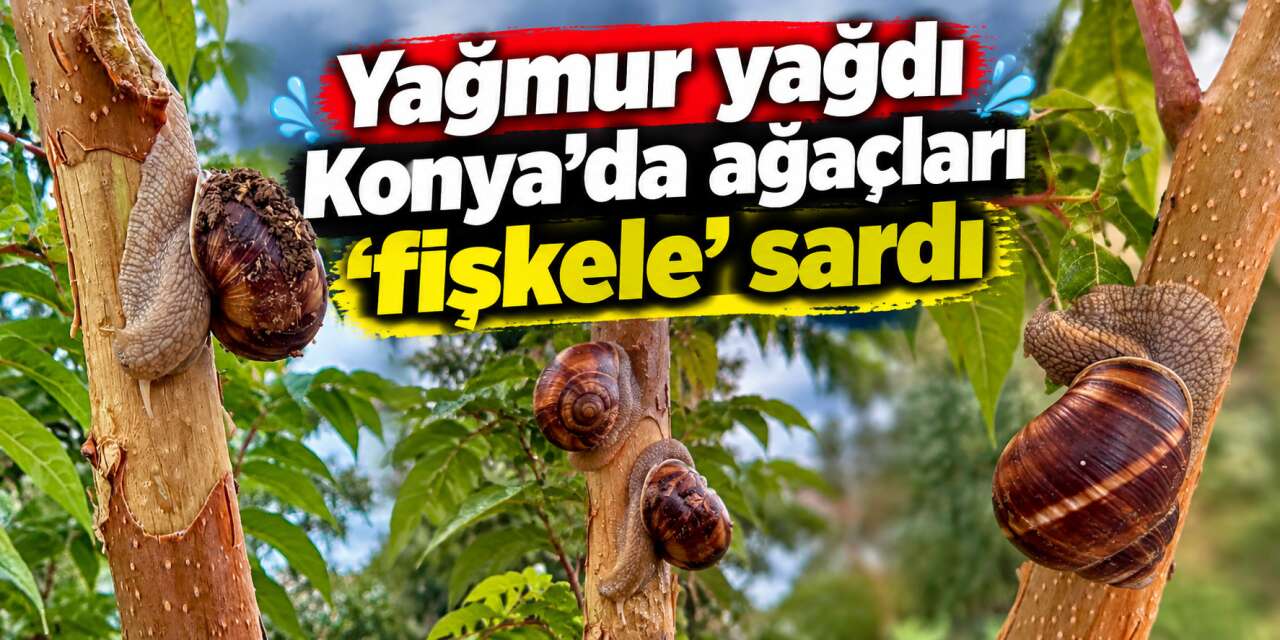 Hepsi ağaçlara tırmandı, Konya’da sonbaharın en ilginç manzarası çıktı