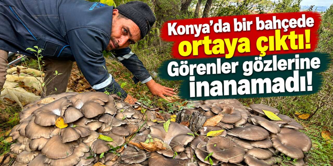 Konya’da yağmur sonrası bahçeden hazine fışkırdı
