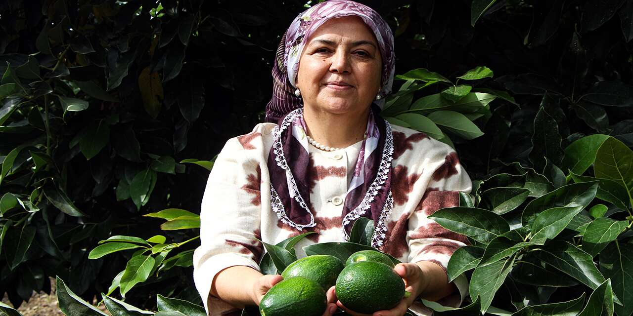 Türkiye'de üretimi hızla yayılıyor! Avokadonun fiyatı sert düştü