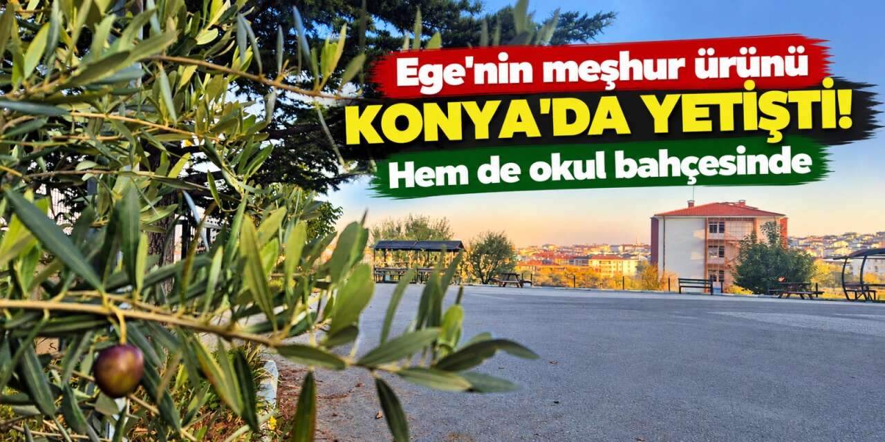 Konya'da olmaz denilen oldu! Okul bahçesinde yetiştirdiler, meyve verdi