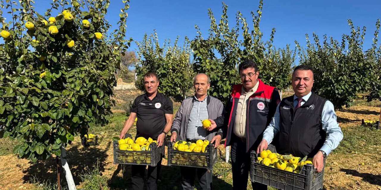 Sonbaharın sevilen meyvesi Konya'da mercek altında