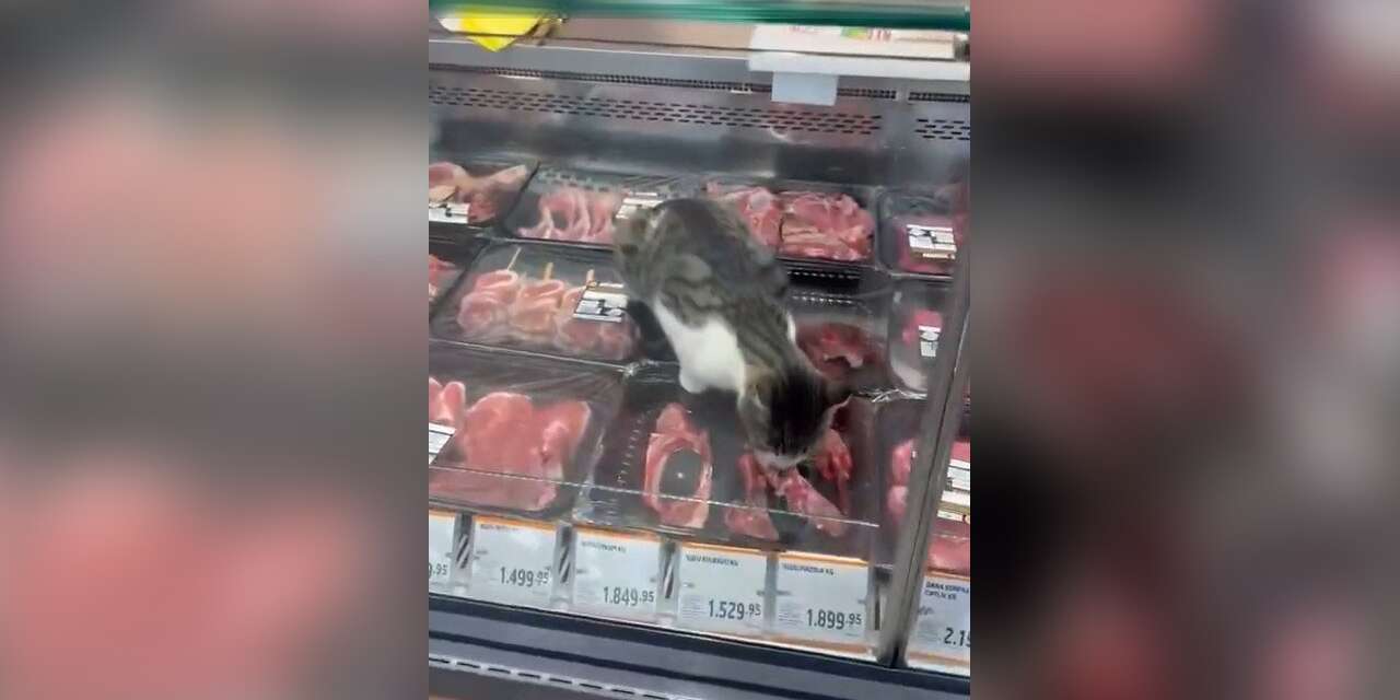Zincir markette skandal görüntü! Kedi kasap reyonuna girdi