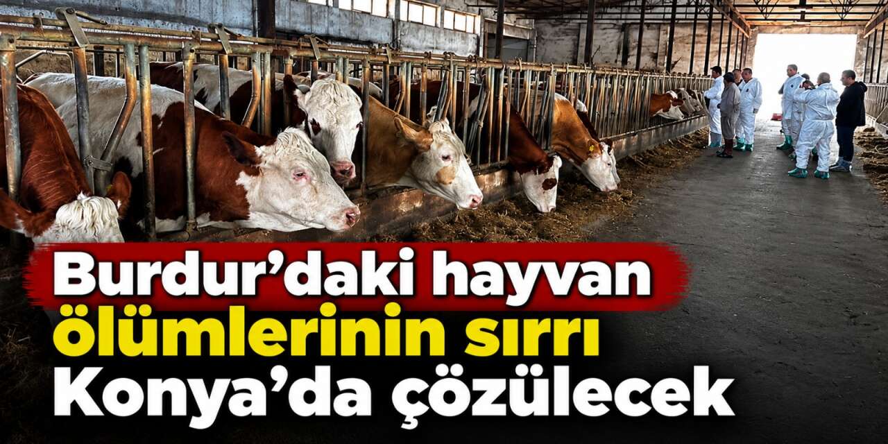 Köyde gizemli hayvan ölümleri başladı! Gözler Konya’ya çevrildi