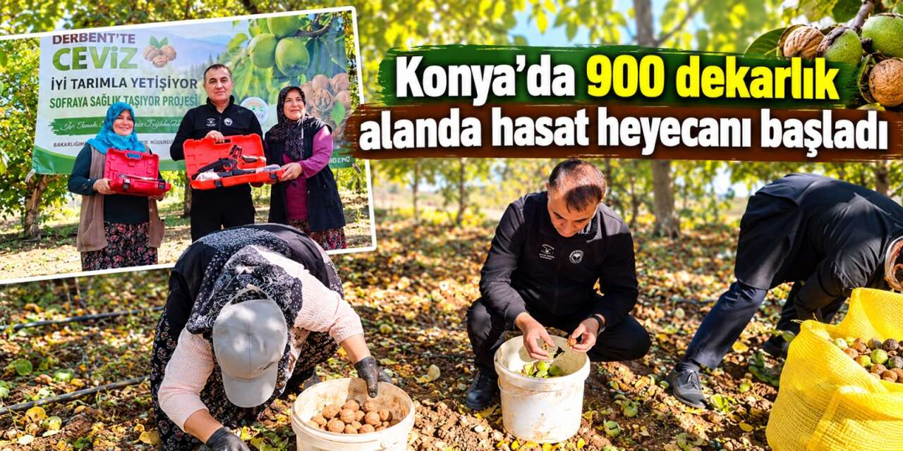 Konya’da ceviz bahçelerinde çifte sevinç! Hasat ve destek aynı anda geldi