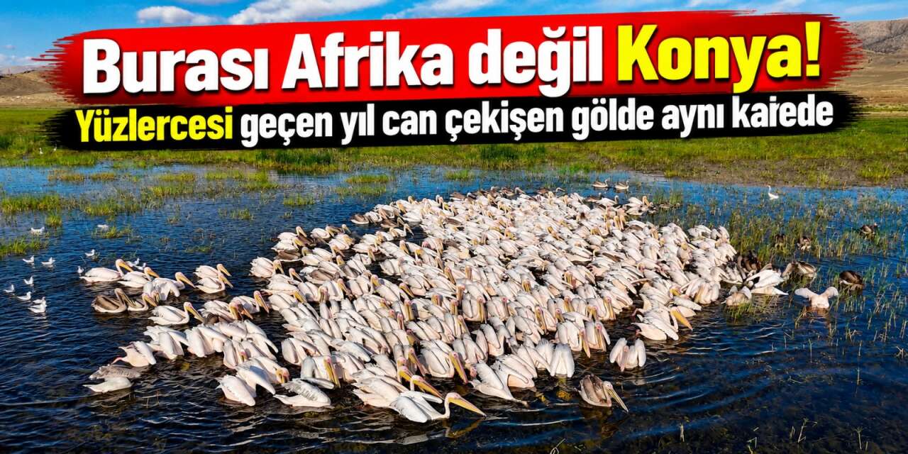Gören Afrika sandı! Konya’da yüzlerce pelikan ünlü gölde böyle görüntülendi