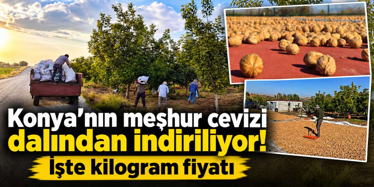 Konya’nın ceviz üretim merkezinde hasat zamanı! Ürün bol, cepler dolacak