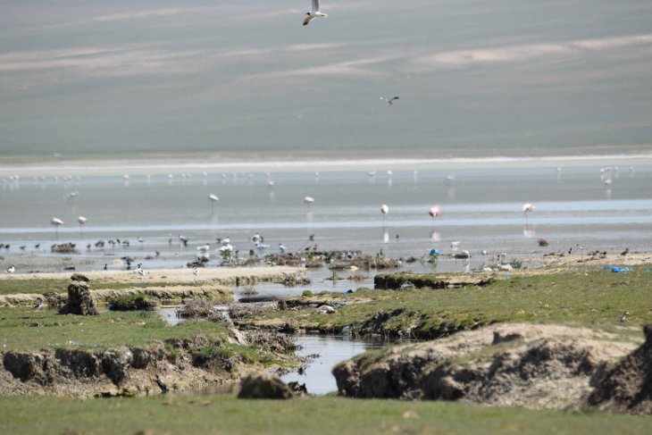 Konya'da 180 kuş türüne ev sahipliği yapan göl kurumaya yüz tuttu