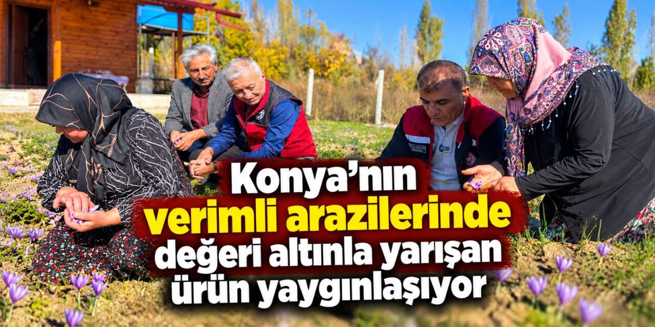 Dünyanın en pahalısı! Konya’da kırmızı altın üretimi yayılıyor