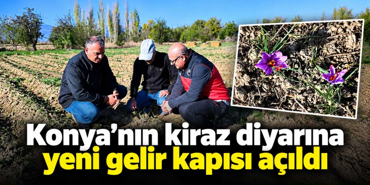 Konya’da kirazın tahtına yeni aday! Kilosu 800 bin lirayı buluyor