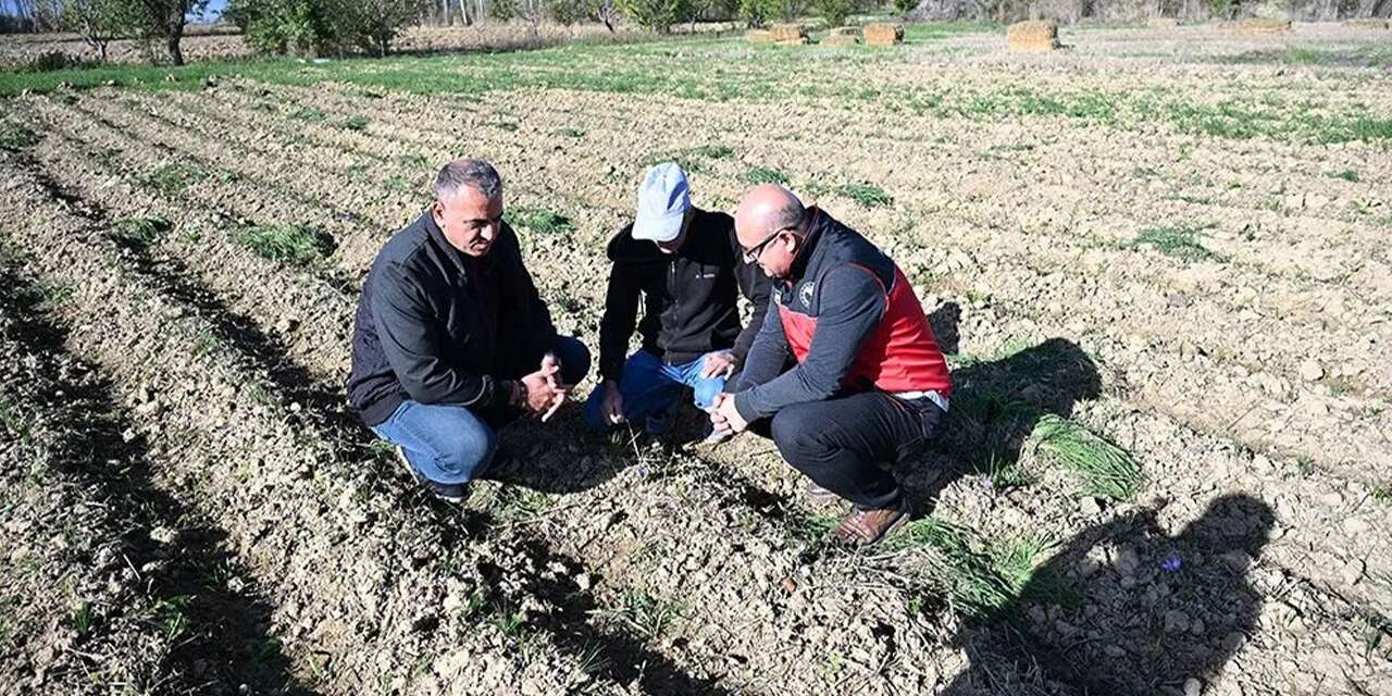Konya’da kirazın tahtına yeni aday! Kilosu 800 bin lirayı buluyor