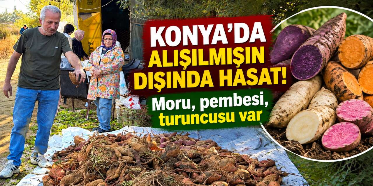 Konya’da ilk kez yetiştirildi! 4 farklı renkte hasat edildi