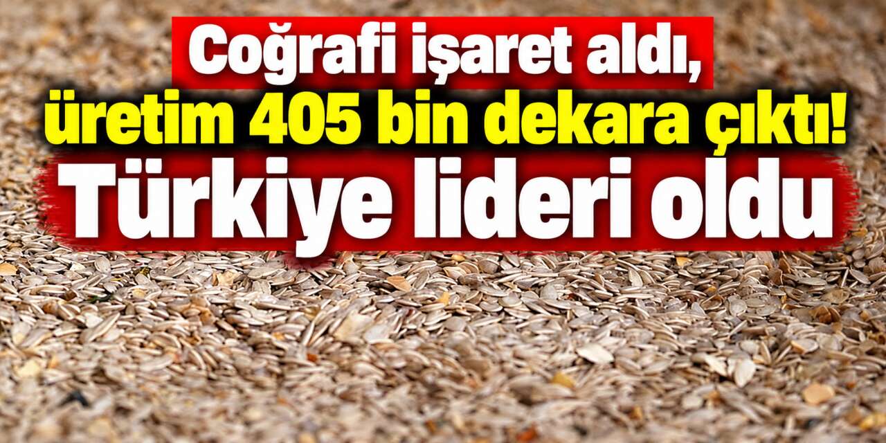 Meşhur kabak çekirdeğinde üretim patlaması! Türkiye'nin yarısını bu il karşılıyor