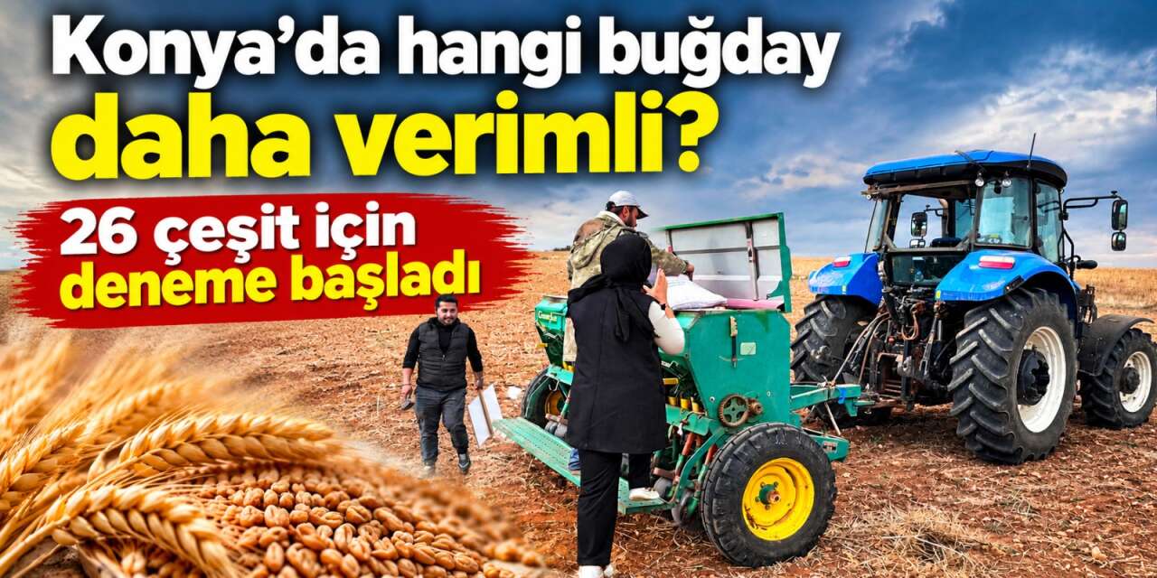 Konya’da 26 buğday çeşidi test ediliyor! Sonuçlar üreticiyi yakından ilgilendiriyor