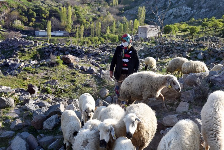 Konya'da tarihi mahallenin kadın çobanının tek dostu koyunları