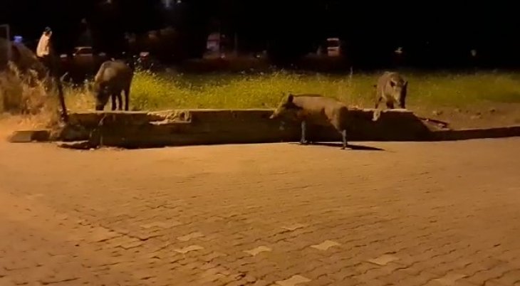 Domuz sürüsü Marmaris sokaklarına indi