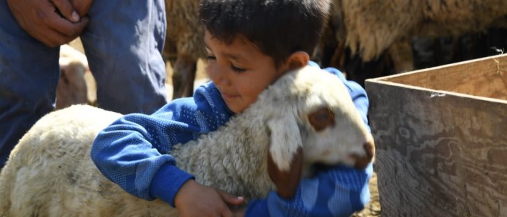 Kurtlar 20 koyunu telef etmişti! Zararı Konya Büyükşehir karşıladı
