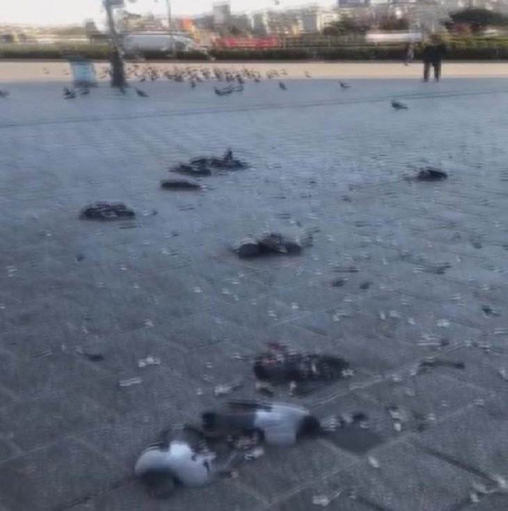 Eminönü Meydanı'ndaki güvercinleri ezen sürücü gözaltına alındı