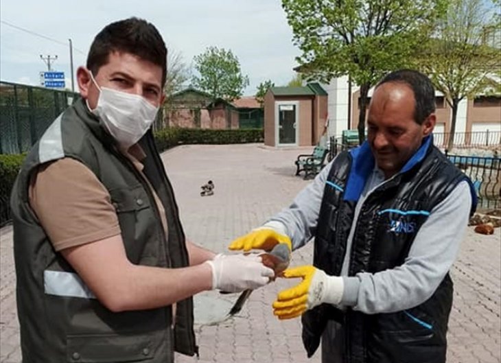 Yaralı halde bulunan kerkenez tedaviye alındı