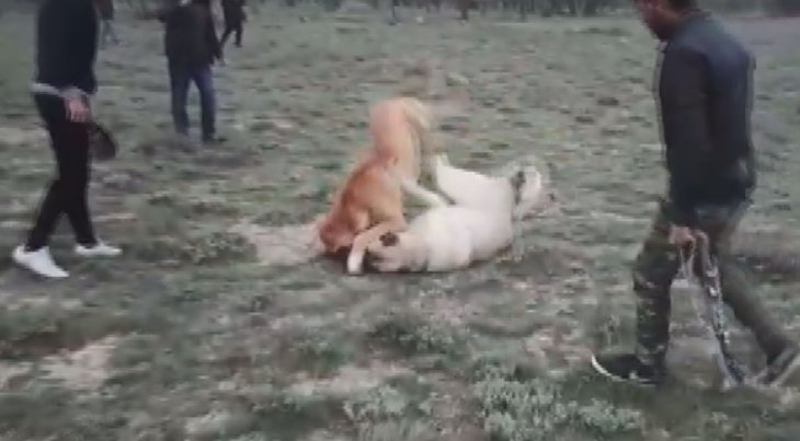 Konya'da bahisle köpek dövüştüren 10 kişi gözaltına alındı